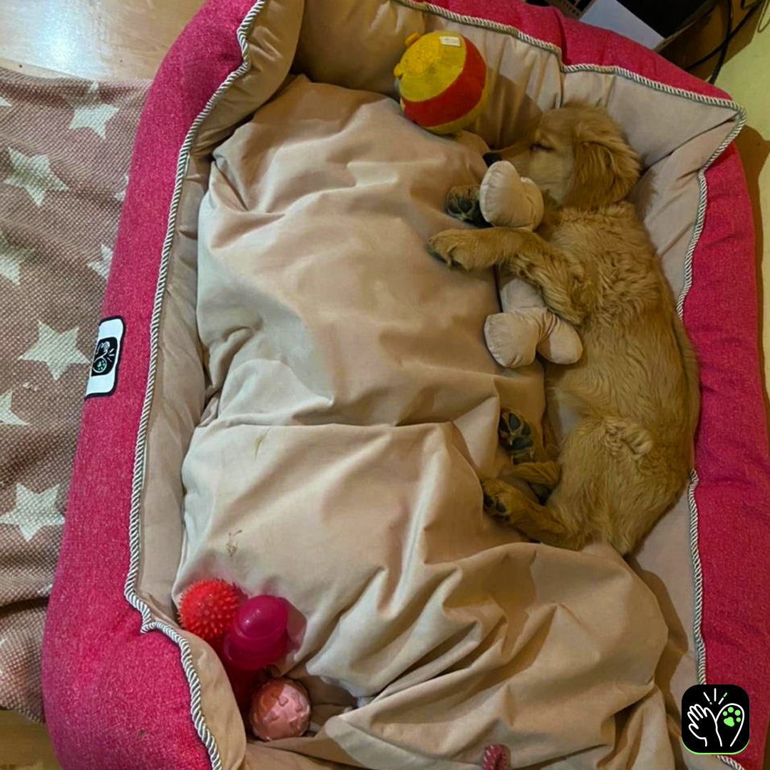 Cama de mascota diseño "Fucsia/rosada"