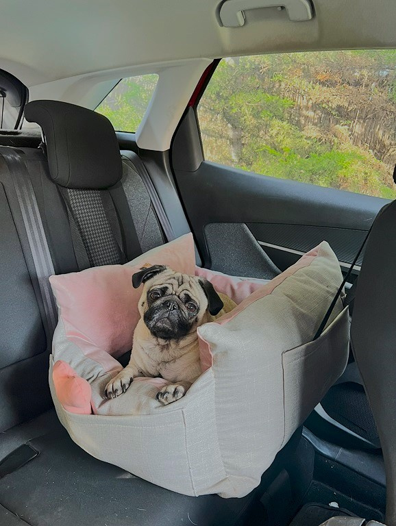 Bolso transportador y cama Bedcar