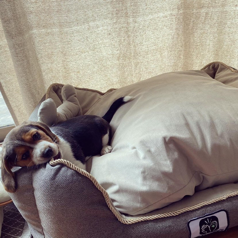 Camas para perros grandes y pequeños